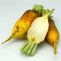 Свекла кормовая эккендорфская