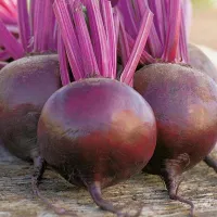 Свекла пабло