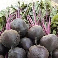 Свекла пабло