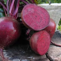 Свекла пабло