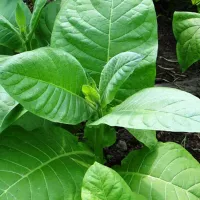 Купить семена Табак Берлей 413