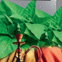 Купить семена Табак Восточный