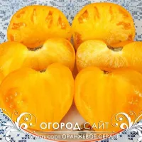 Томат Лискин нос (Оранжевое сердце) 5 шт