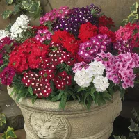 Koupit semena Verbena Rio de Janeiro