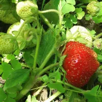 Купить землянику Максим Гигантелла