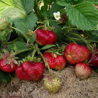 Купить землянику Максим Гигантелла