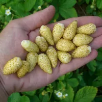 Земляника желтое чудо