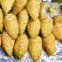 Земляника желтое чудо