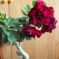 Купить Адениум Черная Птица