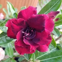 Купить Адениум Малиновый Десерт