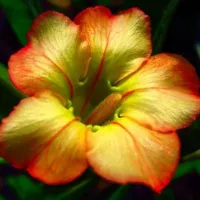 Купить Адениум Медовый Нектар