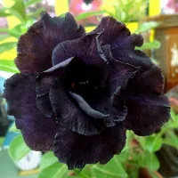 Купить Адениум Обесум Черное