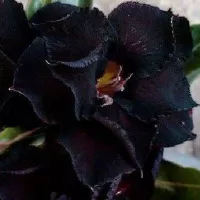 Купить Адениум Обесум Черное