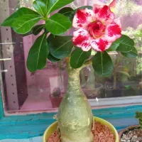 Купить Адениум Прелестная Девушка