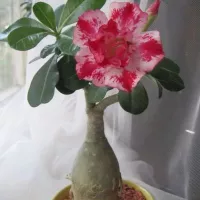 Купить Адениум Прелестная Девушка