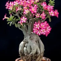 Купить Адениум Роза Пустыни