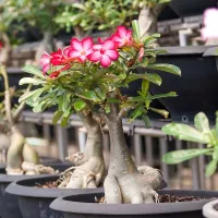 Купить Адениум Роза Пустыни