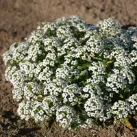 Купить Алиссум Снежный ковер