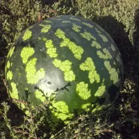 Купить Арбуз Медовый