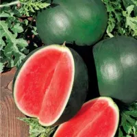 Купить  Арбуз Огонек