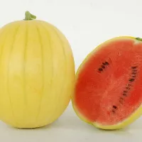 Купить  Арбуз Подарок солнца