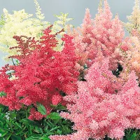 купить Астильба Арендса смесь