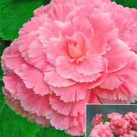 Купить Бегония Америгибрид розовая PanAmerican