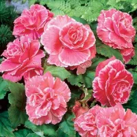 Купить Бегония Америгибрид розовая PanAmerican