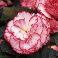 Купить Бегония Он Топ розовый ореол PanAmerican