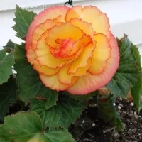 Купить Бегония Он Топ солнечный свет PanAmerican