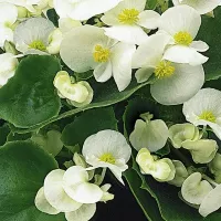 Купить Бегония Сенсация белая