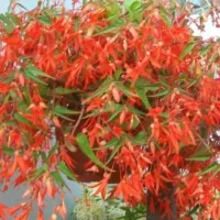 Купить Бегония Триумф красный