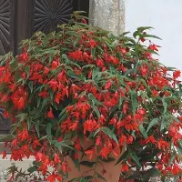 Купить Бегония Триумф красный