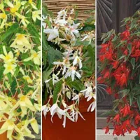 Купить Бегония Триумф смесь