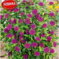 Купить Монарда Вкус бергамота