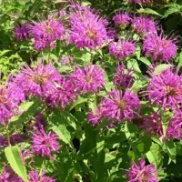 Купить Монарда Вкус бергамота