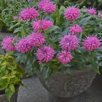 Купить Монарда Вкус бергамота