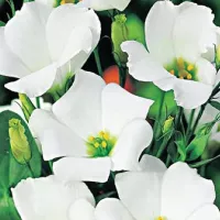 купить Эустома Кармен Айвори