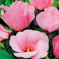 купить Эустома Кармен роз