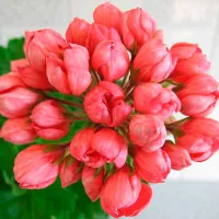 Купить семена Герань тюльпановидная Патриция Андреа
