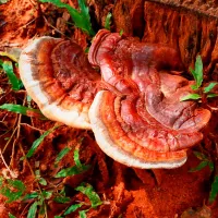 Купить Гриб Рейши