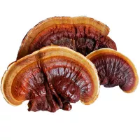 Купить Гриб Рейши