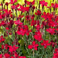 Купить Гвоздика травянка Бриллиант