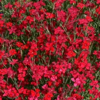 Купить Гвоздика травянка Бриллиант