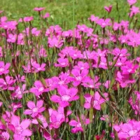Купить Гвоздика травянка Самос