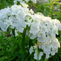 Купить Гвоздика Турецкая Мазурка