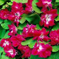 Купить Ипомея махровая Серенада