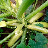 Купить Кабачок Хьюго