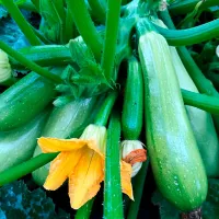 Купить Кабачок Хьюго