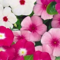 Kupte si semínka Kataranthus Siesta roztříděná